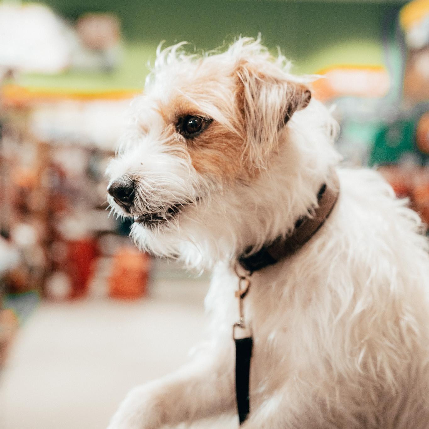 Hase Pino Hund im Fokus