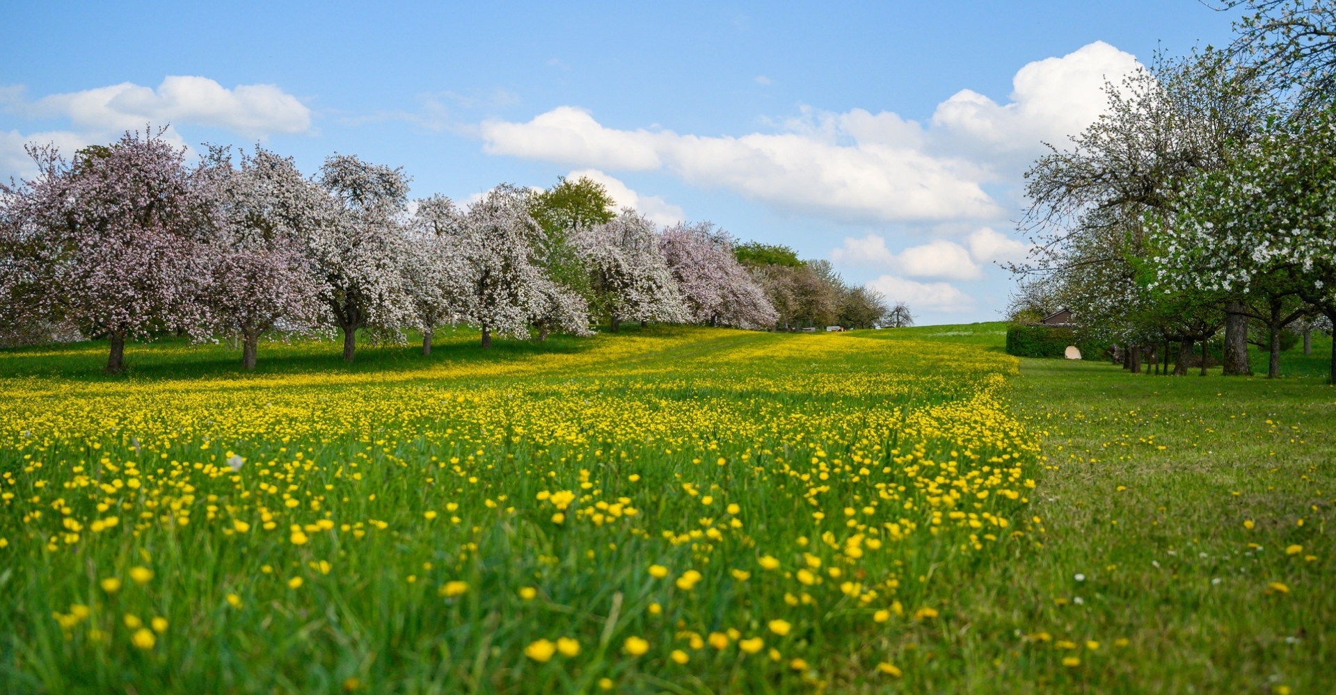 Eine Frühlingslandschaft