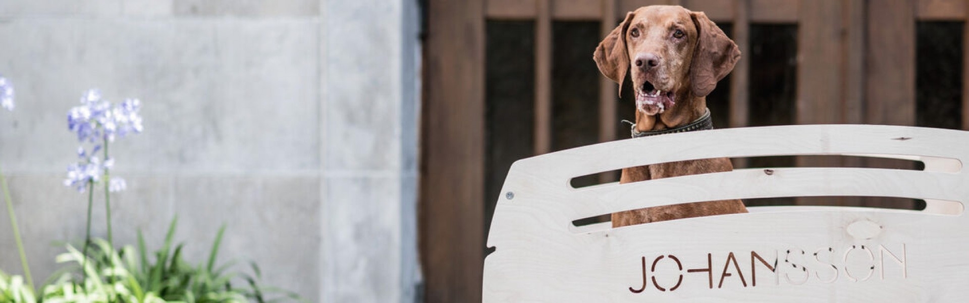 Das Bild zeigt einen Hund, der hinter einer Holzbank sitzt, auf der der Name "Johansson" eingraviert ist.